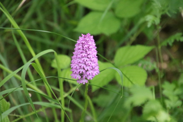 photo of Pyramidal Orchid