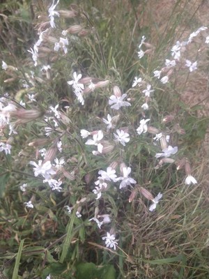 photo of White Campion