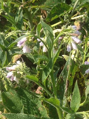 photo of Common Comfrey