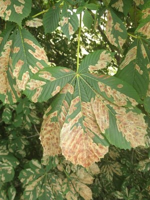 photo of Horse Chestnut