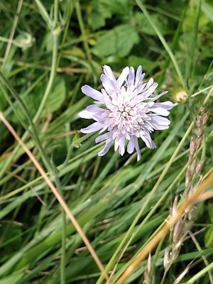 photo of Field Scabious