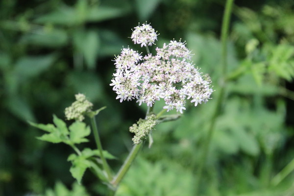 photo of Hogweed