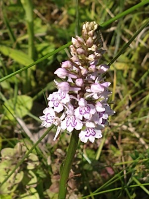 photo of Common Spotted Orchid