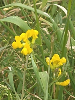 photo of Meadow Vetchling