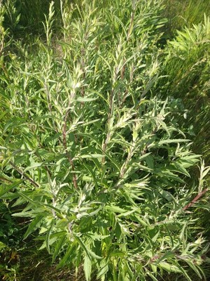 photo of Mugwort