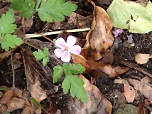 photo of Herb Robert