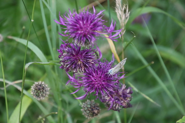 photo of Greater Knapweed