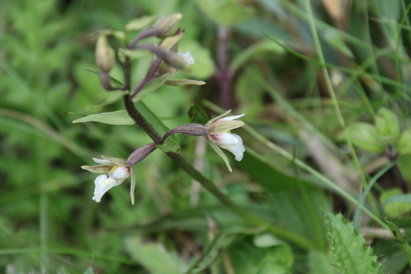 photo of Marsh Helleborine
