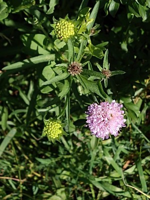 photo of Field Scabious