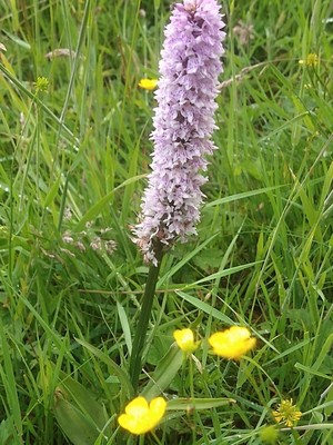 photo of Common Spotted Orchid