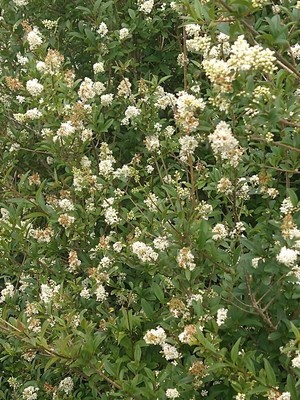 photo of Wild Privet