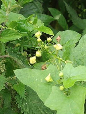 photo of White Bryony