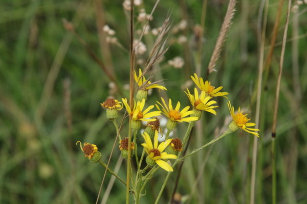 photo of Hoary Ragwort