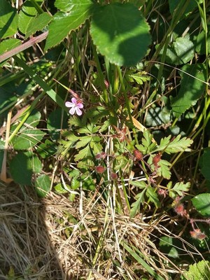 photo of Herb Robert