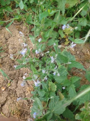 photo of Field Forget Me Not
