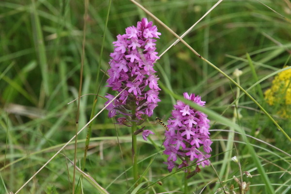 photo of Pyramidal Orchid