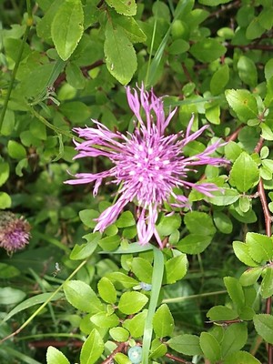 photo of Greater Knapweed