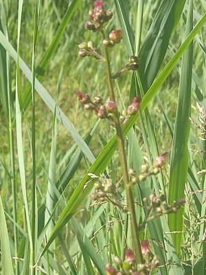 photo of Water Figwort