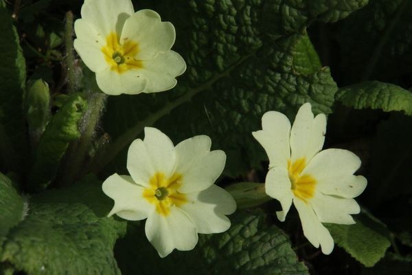 photo of Primrose