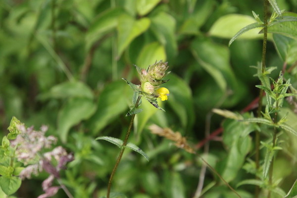photo of Yellow Rattle