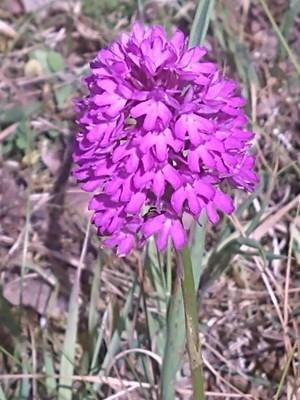 photo of Pyramidal Orchid