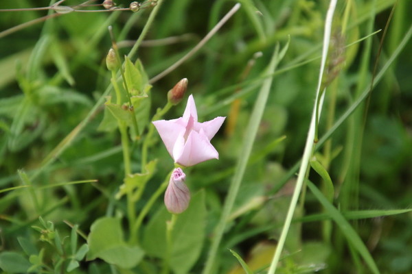 photo of Field Bindweed