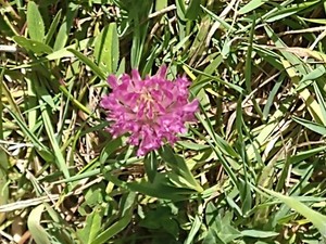 photo of Red Clover