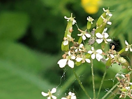 photo of Cow Parsley