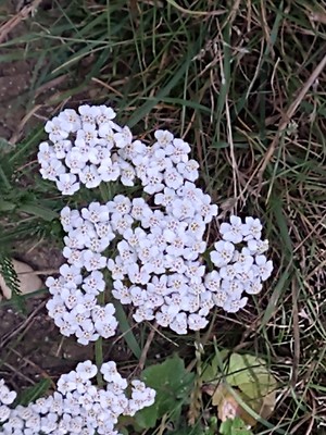 photo of Yarrow