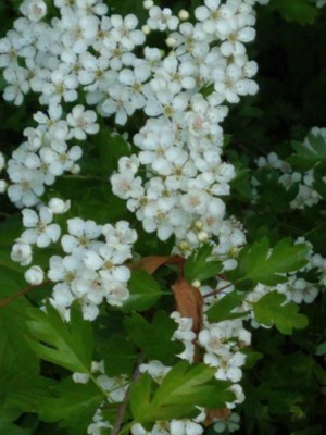 photo of Hawthorn