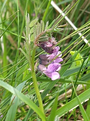 photo of Bush Vetch