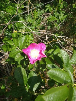 photo of Japanese Rose