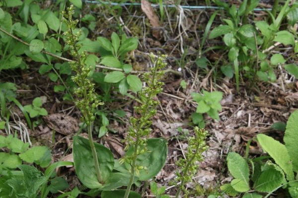 photo of Common Twayblade