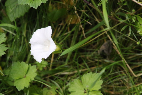 photo of Hedge Bindweed