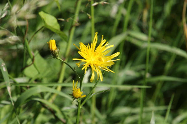 photo of Rough Hawk's Beard