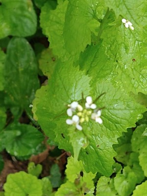 photo of Garlic Mustard