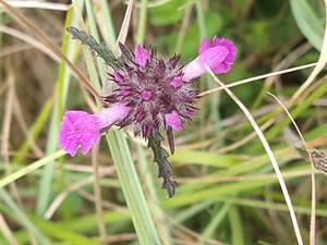 photo of Wild Basil