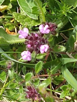 photo of Wild Thyme