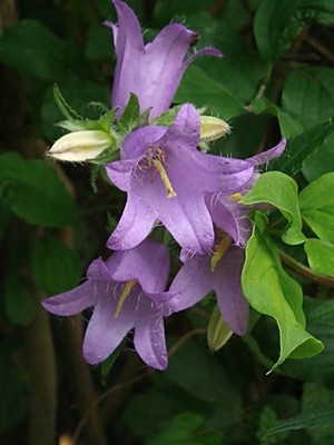 photo of Nettle Leaved Bellflower