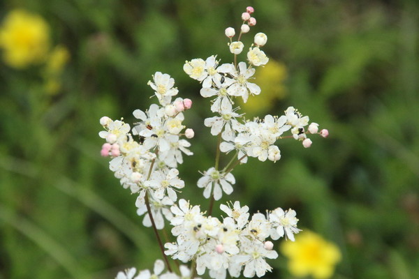photo of Dropwort