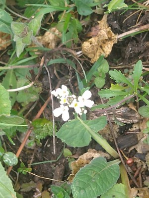 photo of Wild Candytuft