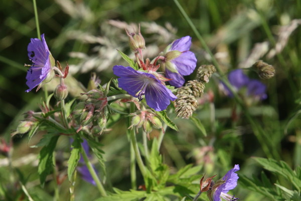 photo of Meadow Crane's Bill