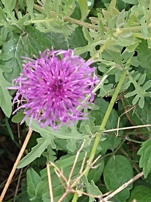 photo of Common Knapweed