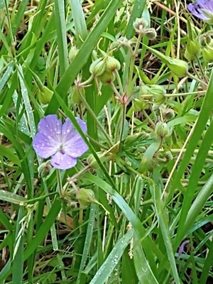 photo of Meadow Crane's Bill