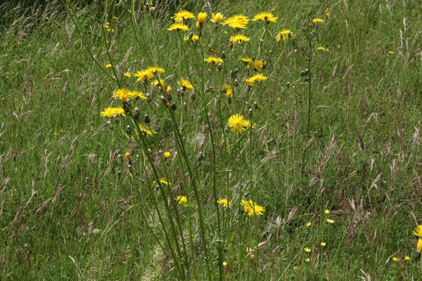 photo of Rough Hawk's Beard