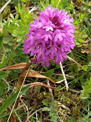 photo of Pyramidal Orchid