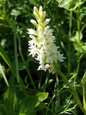 photo of Chalk Fragrant Orchid