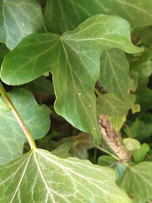 photo of Ivy