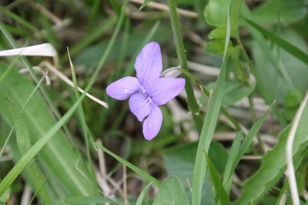 photo of Common Dog Violet