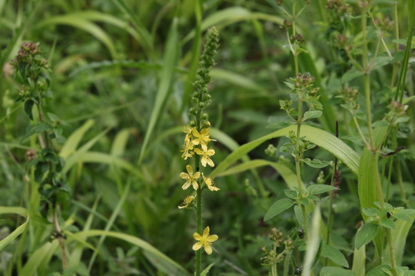photo of Agrimony